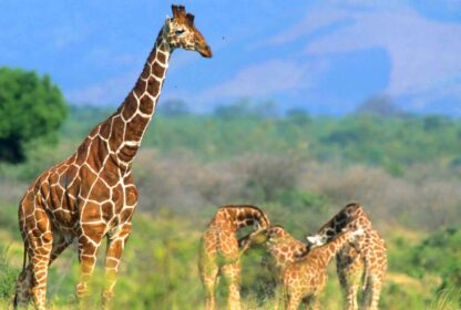 Meru National Park