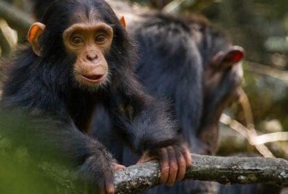 Ol Pejeta Chimpanzee Sanctuary