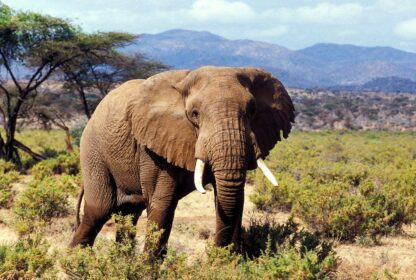 Samburu National Reserve