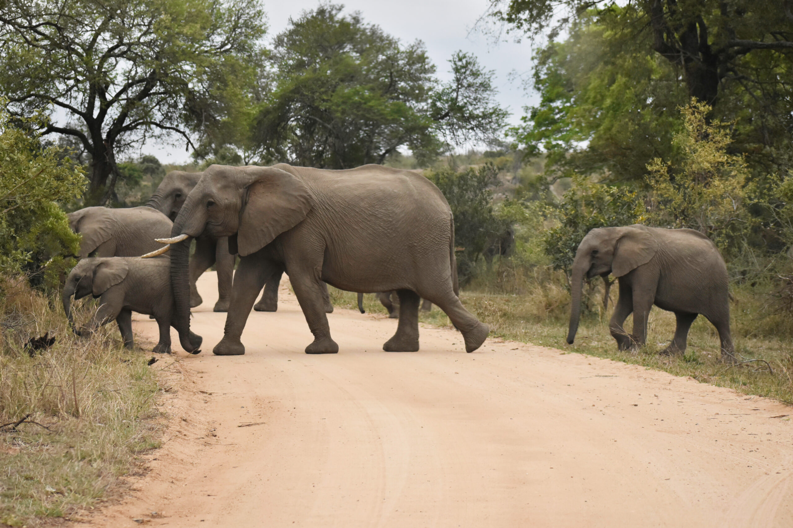 african-elephant-herd-2022-10-20-21-45-38-utc