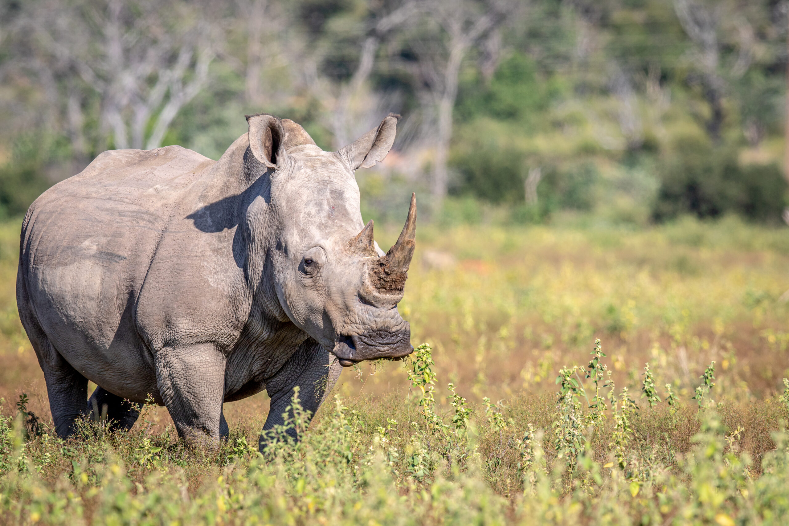 White rhino standing in the grass, South Africa.